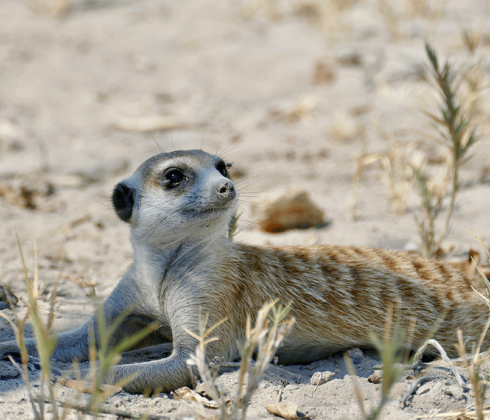 Makgadikgadi-Pans-Botswana-Safaris-Tours-and-Holidays-1 (1)