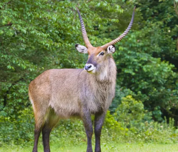 Male_Waterbuck_Mount_Elgon_National_Park_