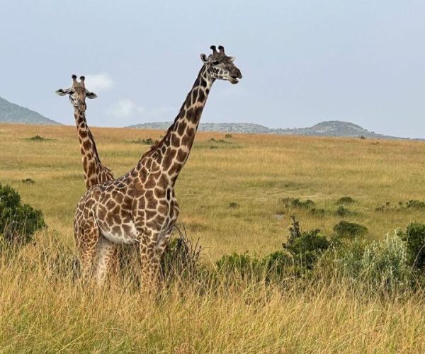 Masai Mara Giraffe