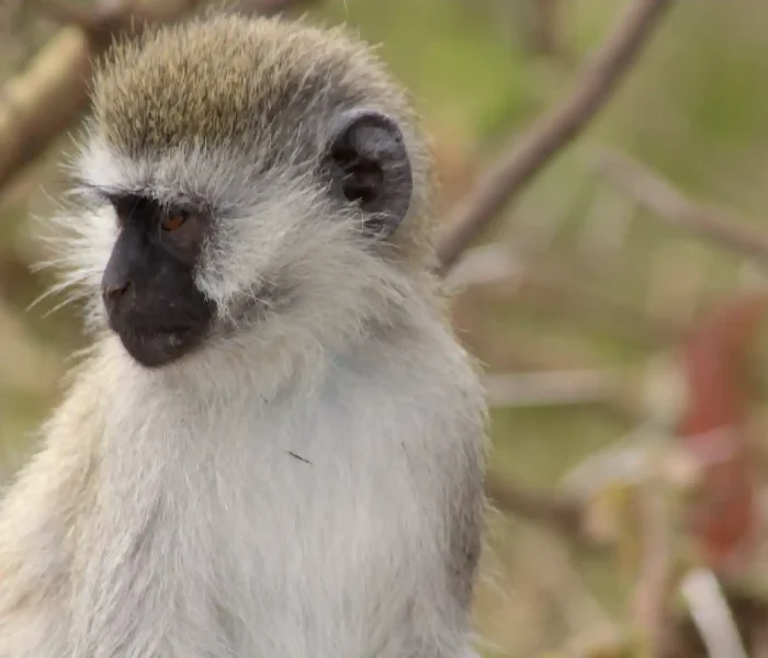 Mkomazi National Park monkey