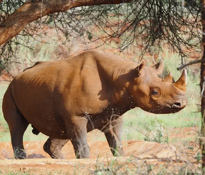 Mkomazi National Park rhino