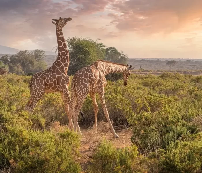 Mount-Kenya-National-Park6