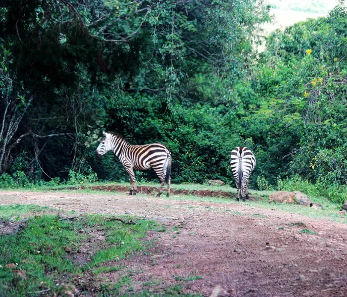 Mt-Elgon-National-Park_Zebras1