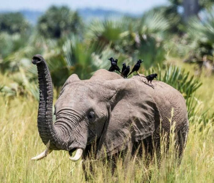 Murchison-Falls- Wildlife-Safaris (1)