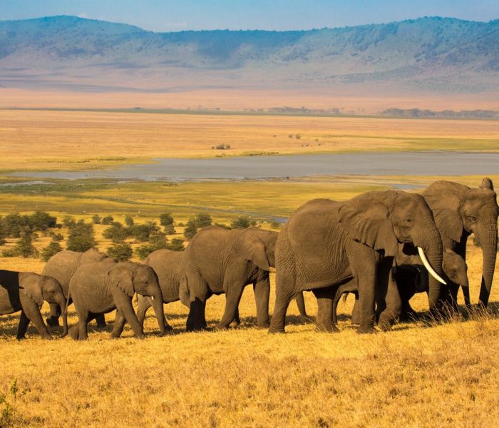 Elephant herd walking in the hills under golden sunset light, with Ngorongoro crater alkaline lake and caldera in the background, Tanzania East Africa