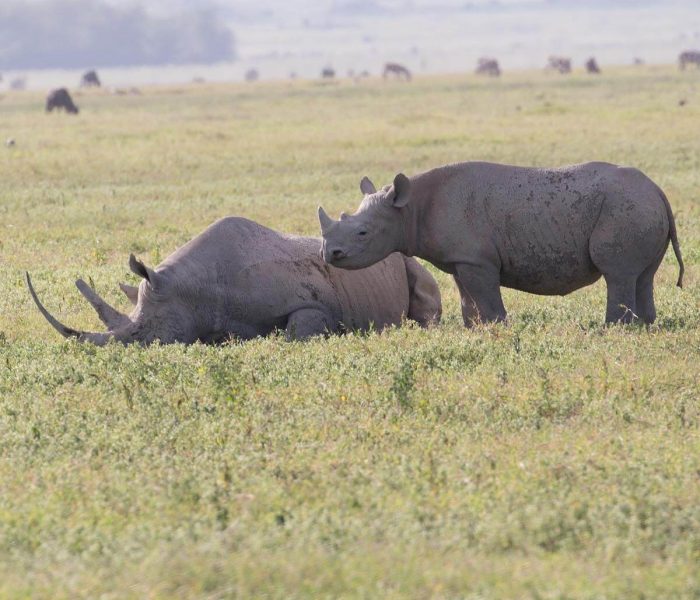 Ngorongoro-Crater-side (1)