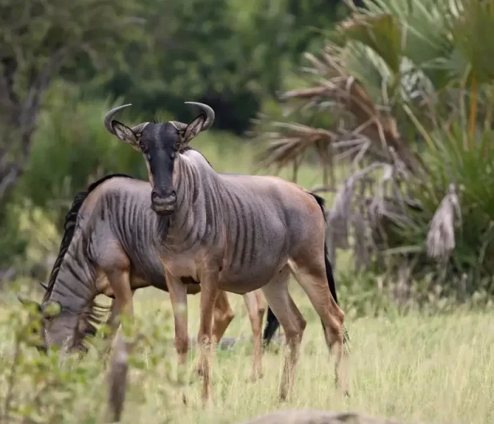 Nyerere-National-Parkc wildebeest (1)