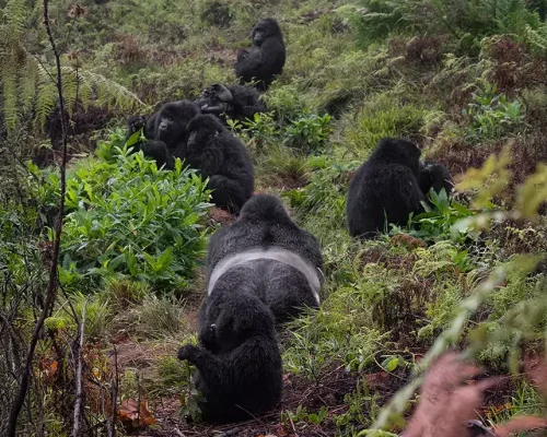 Research on Mountain Gorillas2