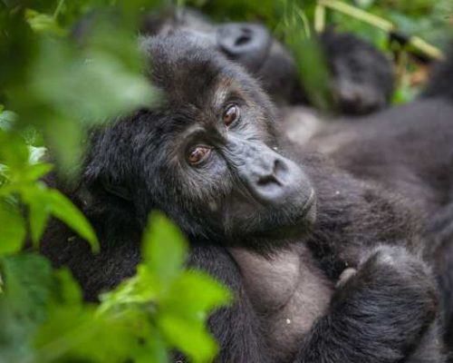 Research on Mountain Gorillas3