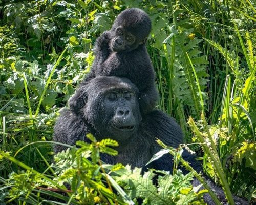 Research on Mountain Gorillas4