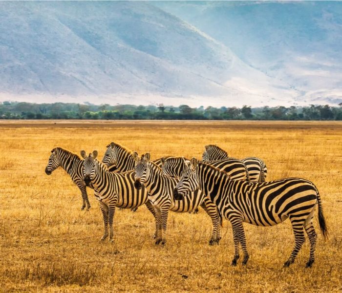 Reserve-Ngorongoro-1 (1)