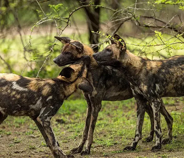 Roho-ya-Selous-Wild-dogs_