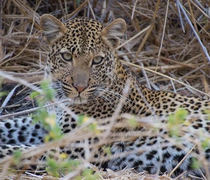 Ruaha_National_Park_Leopard (1)