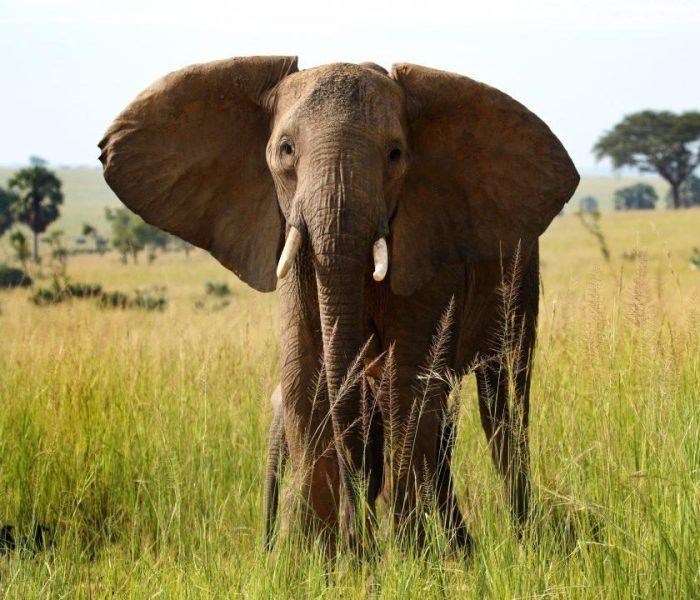 Rwanda elephants