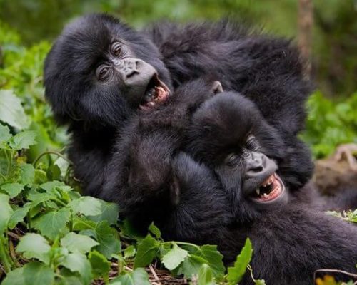 Strength of Mountain Gorilla1