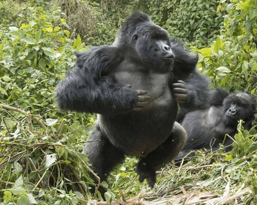 Strength of Mountain Gorilla2