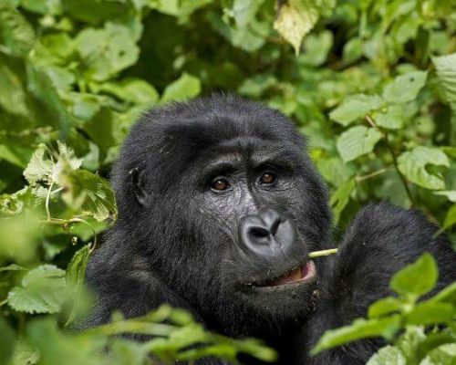 Strength of Mountain Gorilla3