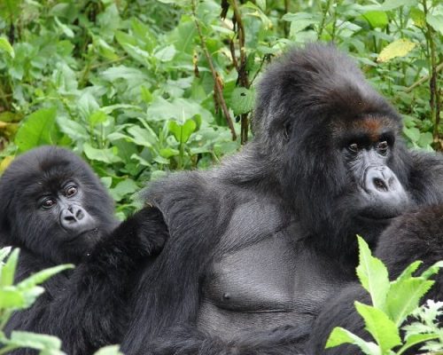 Strength of Mountain Gorilla4