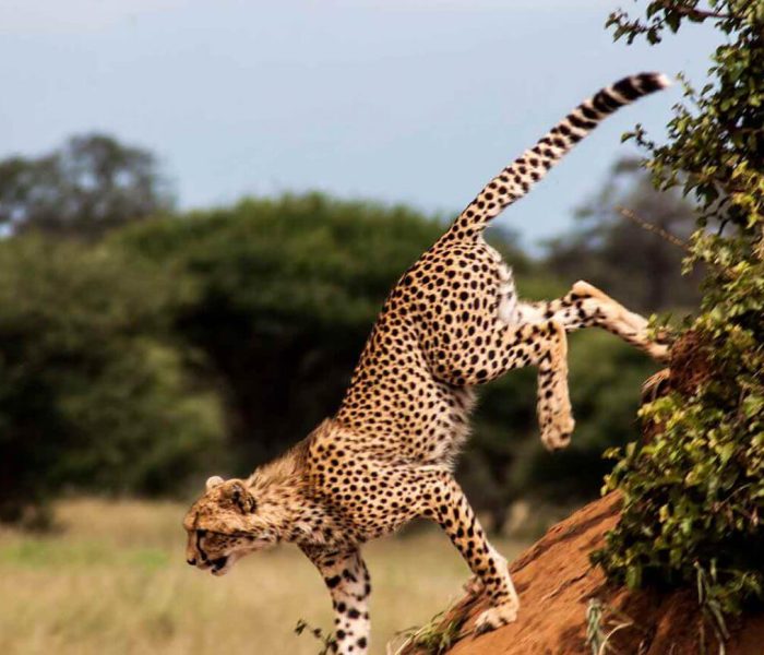 Tarangire-National-Parks