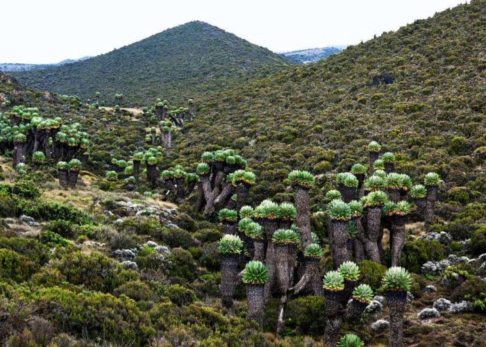 Tipping On Mount Kilimanjaro4