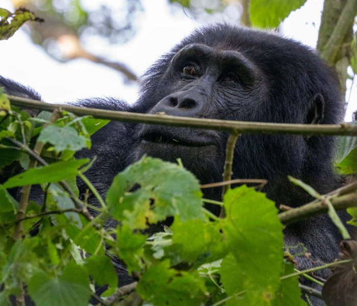 Titus-gorilla-family