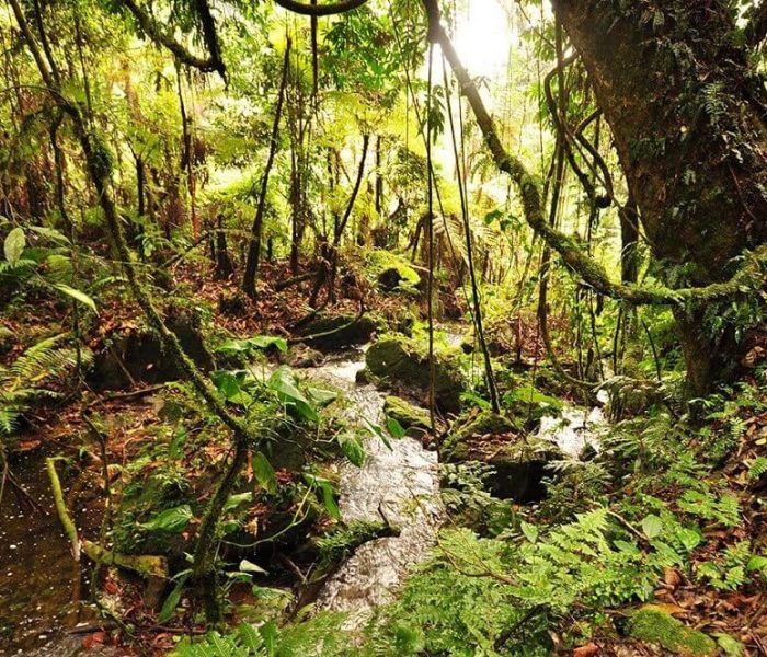 Uganda_Bwindi_SanctuaryRetreatsGorillaForestCamp_BwindiImpenetrableForest0-1 (1)