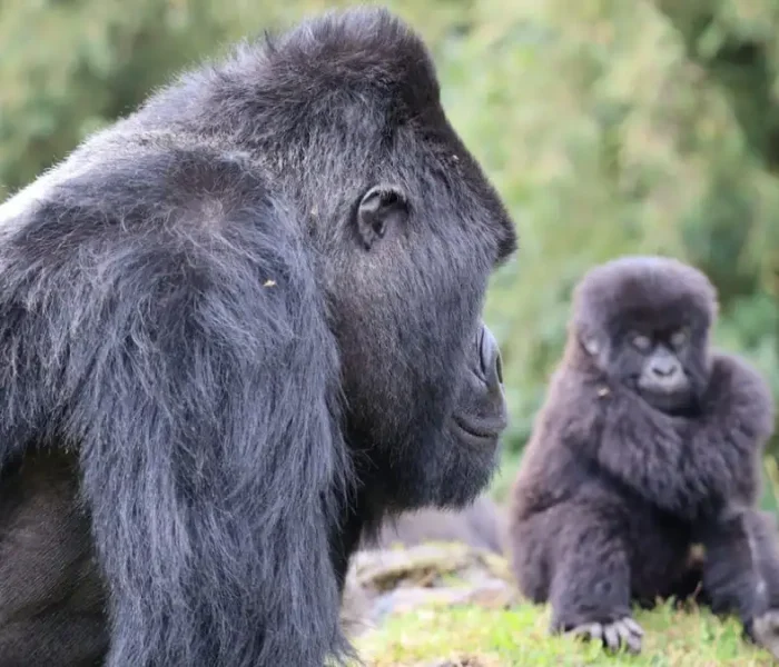 Ultimate Gorilla Tracking Guide Group 4