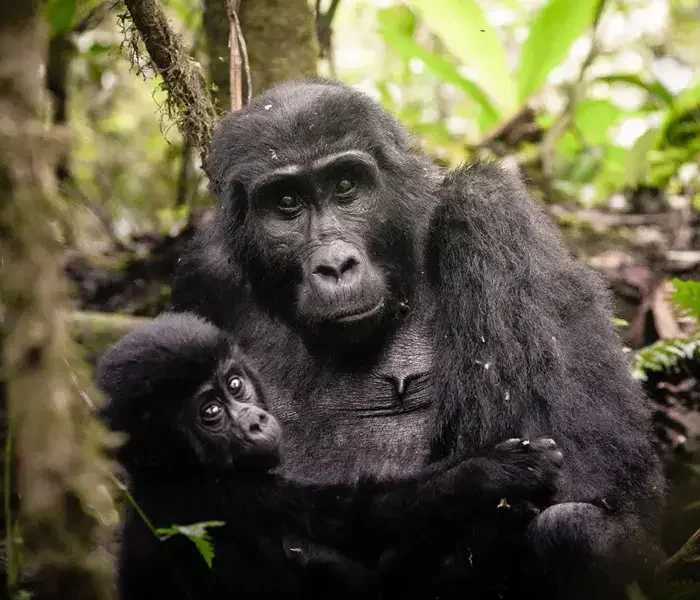 Ultimate Gorilla Tracking Guide Group1