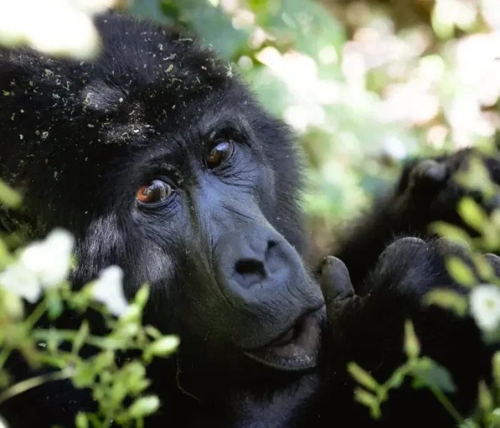 Ultimate Gorilla Tracking Guide Group2