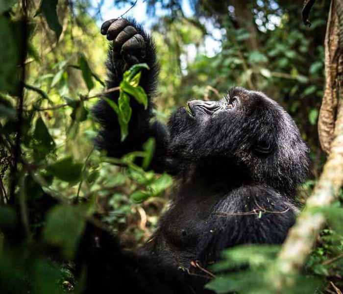 Ultimate Gorilla Tracking Guide Group3
