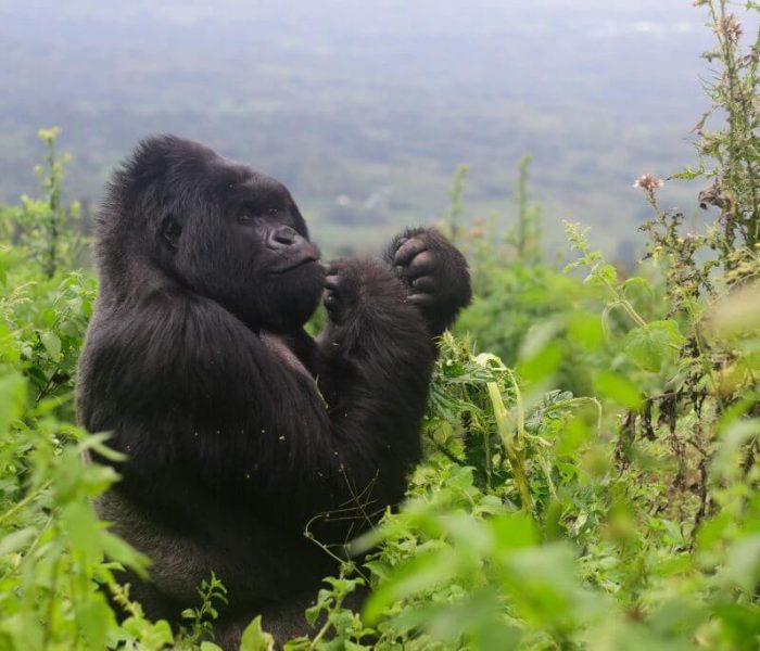 Ultimate Primate and Wildlife Safari across Rwanda & Uganda Day 3