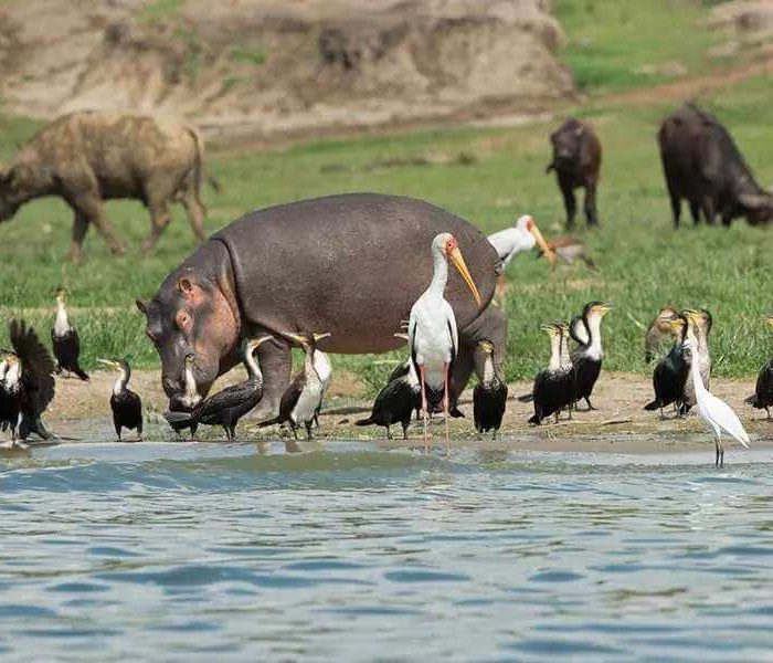 Ultimate Primate and Wildlife Safari across Rwanda & Uganda Day 4