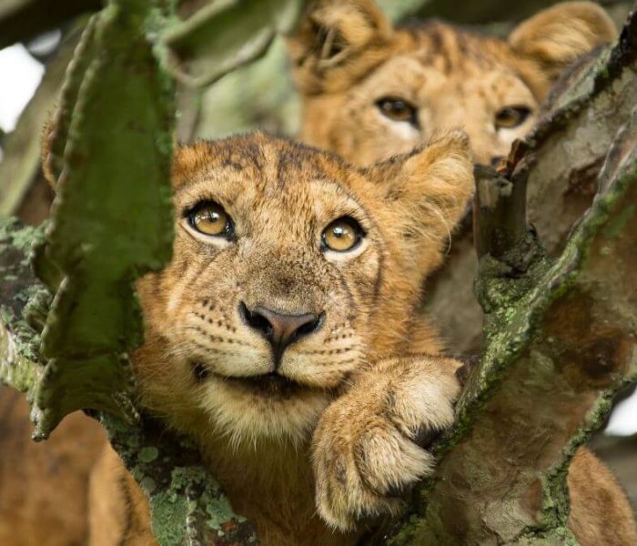 Ultimate Primate and Wildlife Safari across Rwanda & Uganda Queen