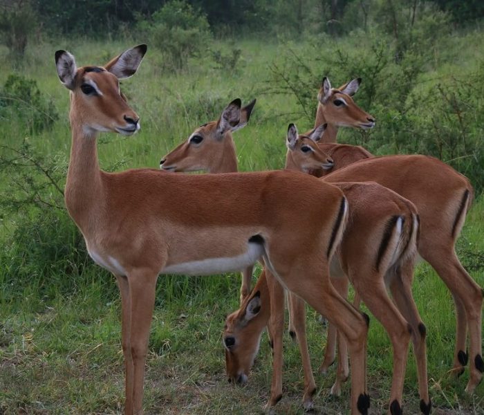 Ultimate Primate and Wildlife Safari across Rwanda & Uganda2