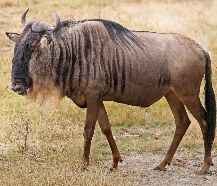 Wildebeest-Migration-and-Wildlife-Kenya-Safari
