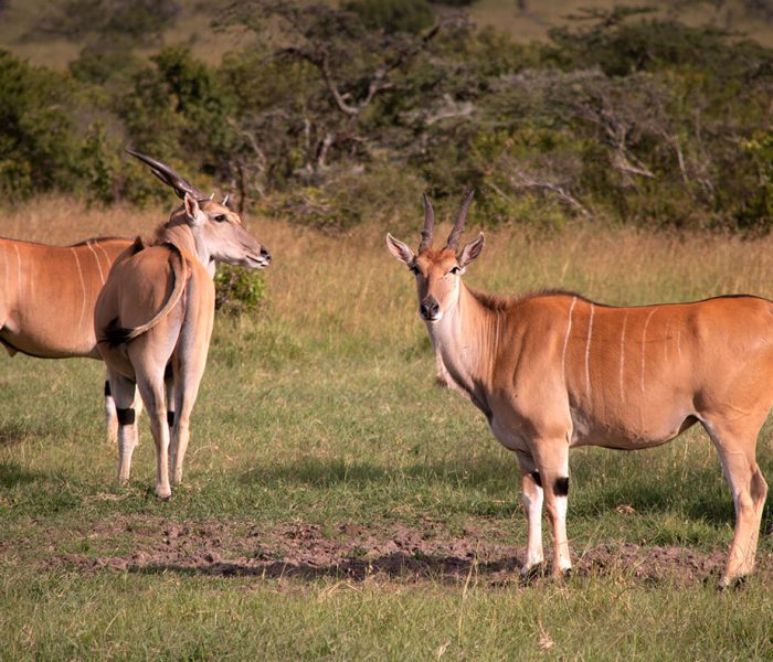 Wildlife Eland