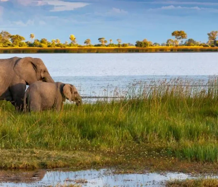 Wildlife at Okavango Delta