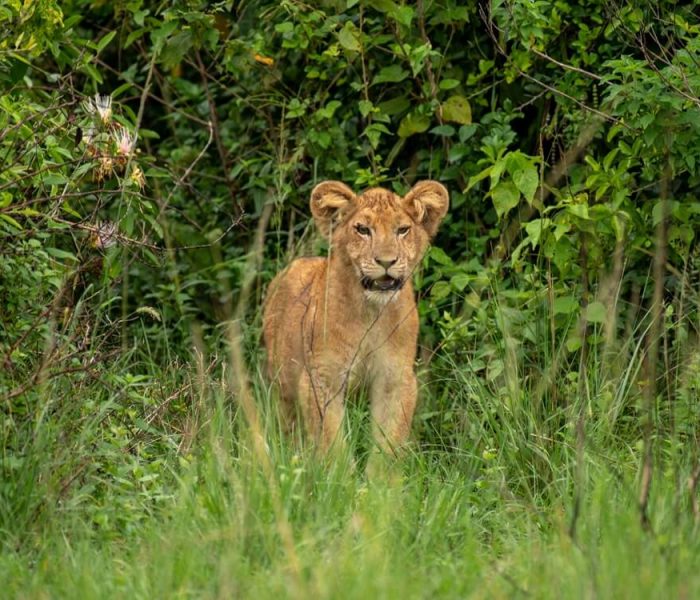 Wildlife at Queen Elizabeth National Park