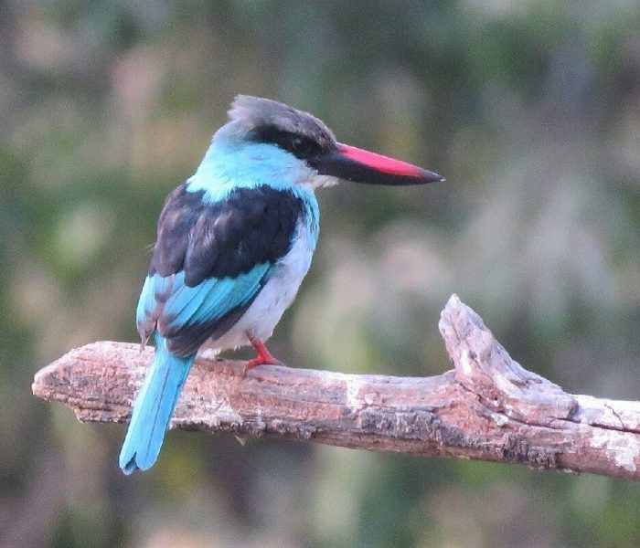 Wildlife at Queen Elizabeth National Park00 (1)