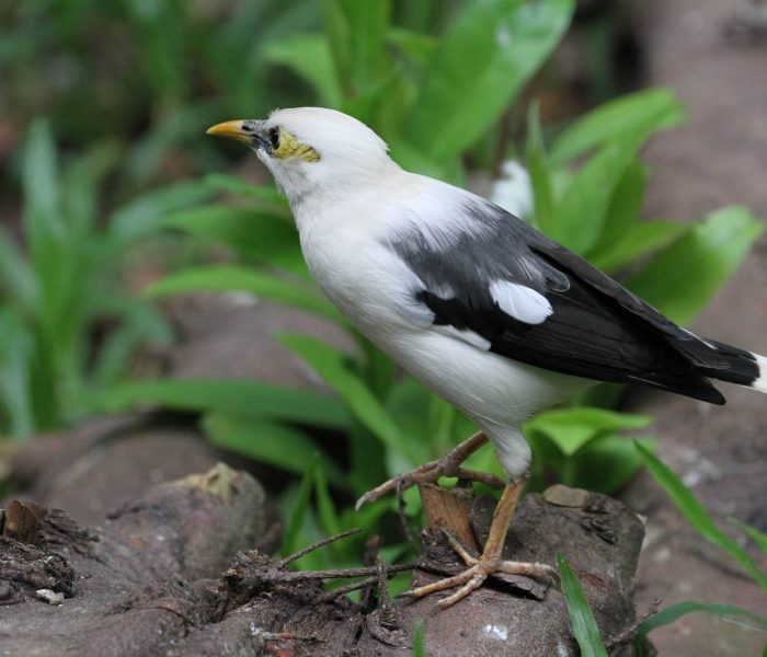 Wildlife at Semuliki National Park