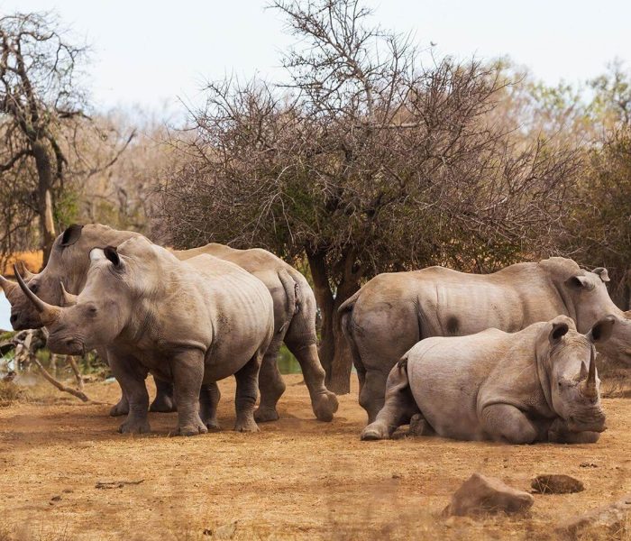 Wildlife at Semuliki National Park2
