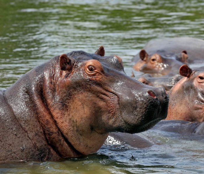 Wildlife at Semuliki National Park3