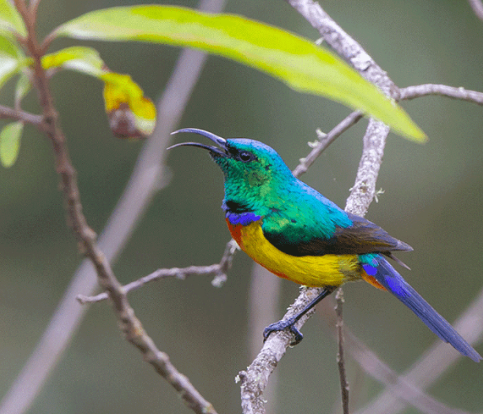 Wildlife at Volcanoes National Park in rwanda (1) (1)
