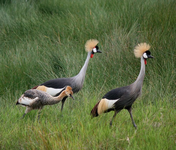 Wildlife in Arusha National Park birdlife