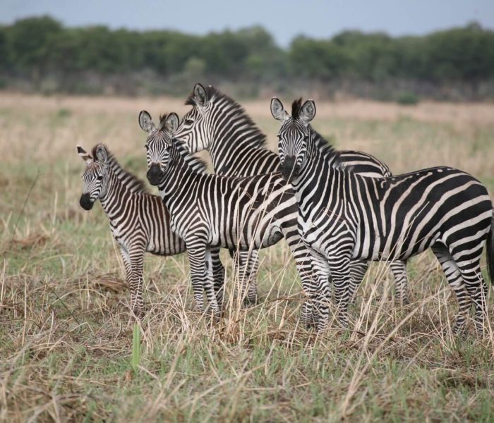 Wildlife in Katavi National Park