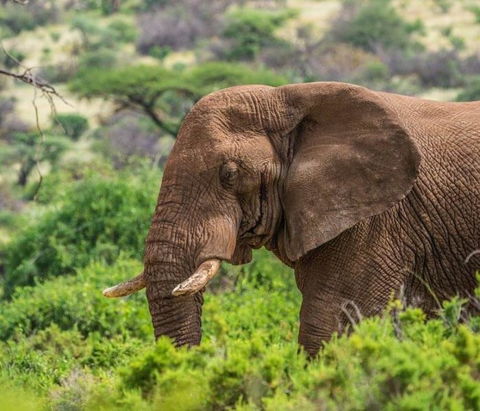 Wildlife in Samburu National Reserve elephaant