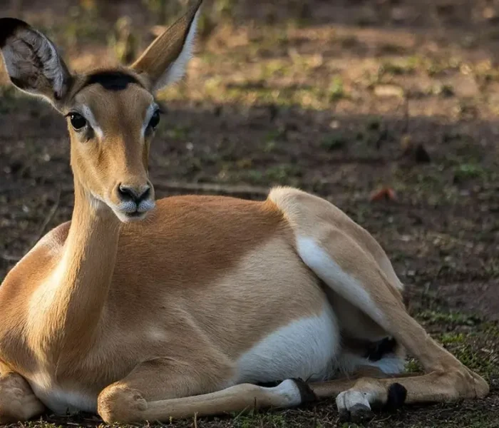Wildlife-in-lae-Mburo-National-Park