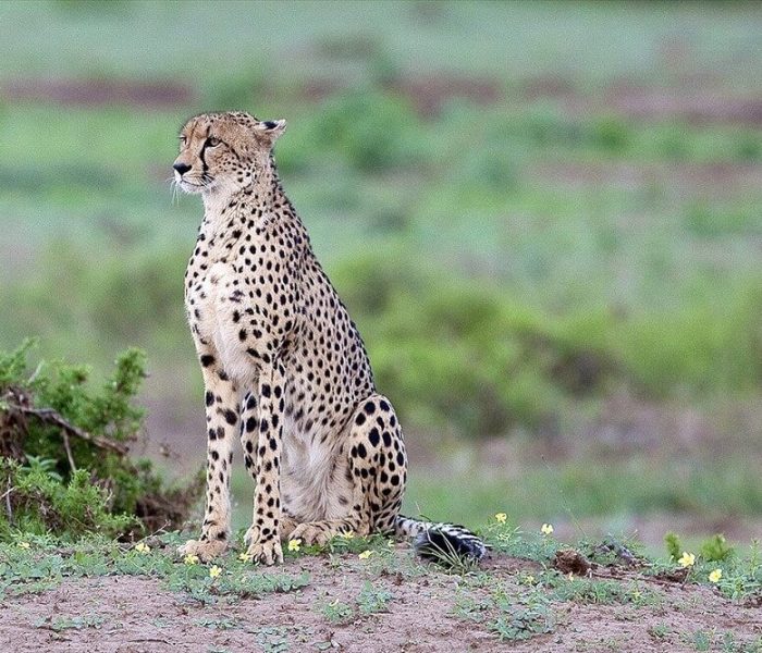 WildlifeCheetah (1)