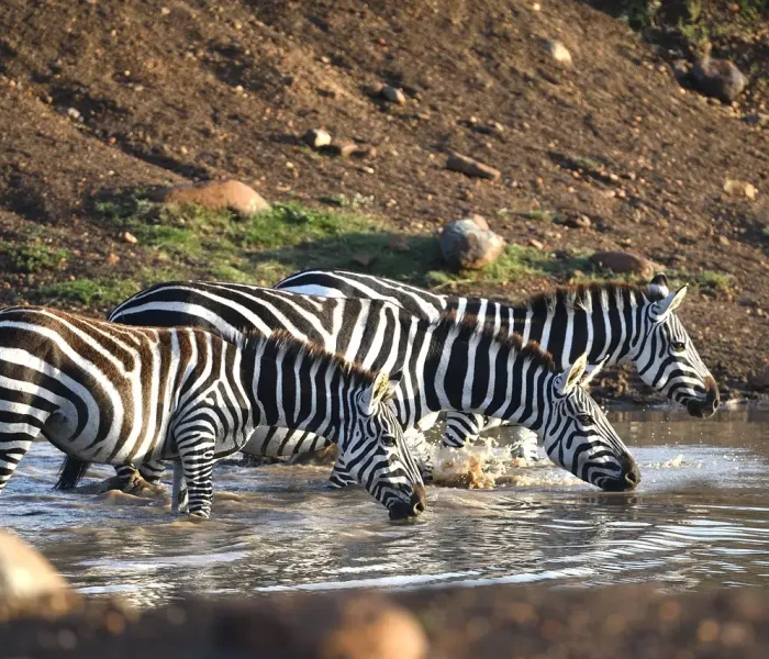 ZEBRA SAFARIS IN kENYA