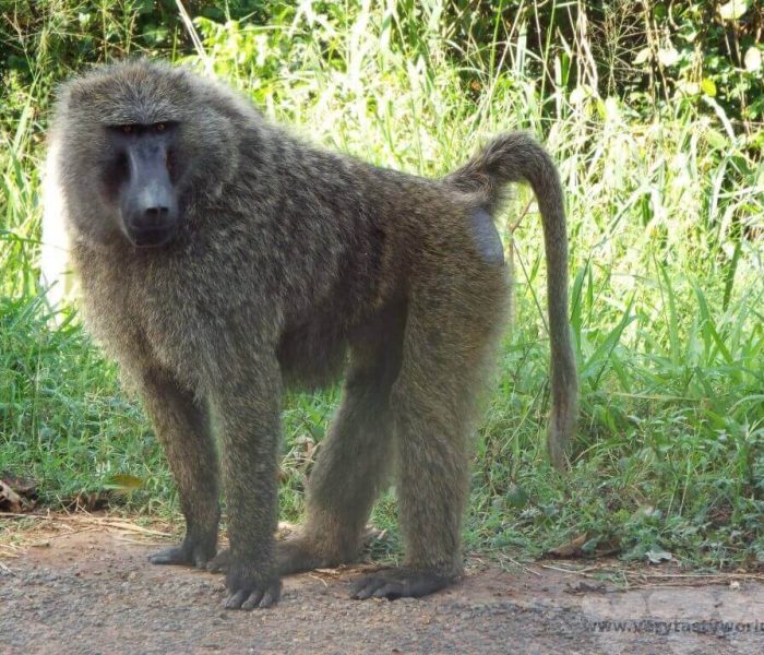 Ziwa-rhino-sanctuary9 (1)